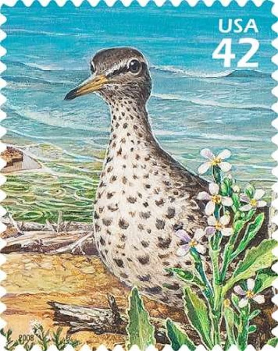 Spotted Sandpiper Canvas Art - US POSTAL SERVICE (24 x 30)