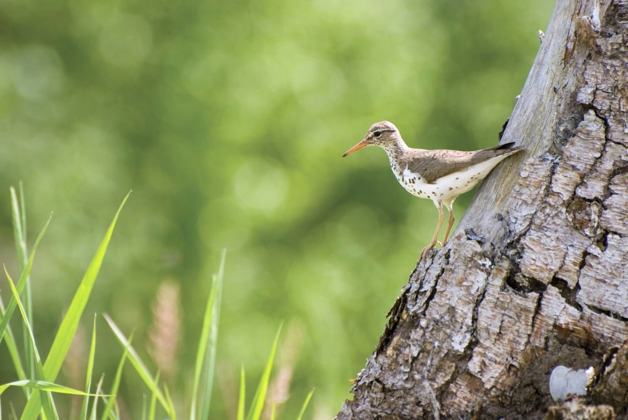 Spotted Sandpiper On A Tree Trunk Canvas Art - Philippe Widling Design Pics (19 x 12)