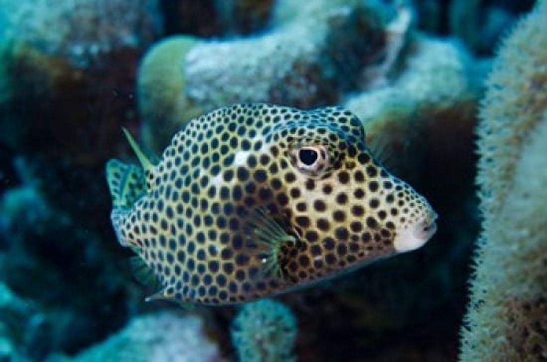 Spotted Trunkfish Bonaire Netherlands Antilles Canvas Art - Pete Oxford DanitaDelimont (36 x 24)