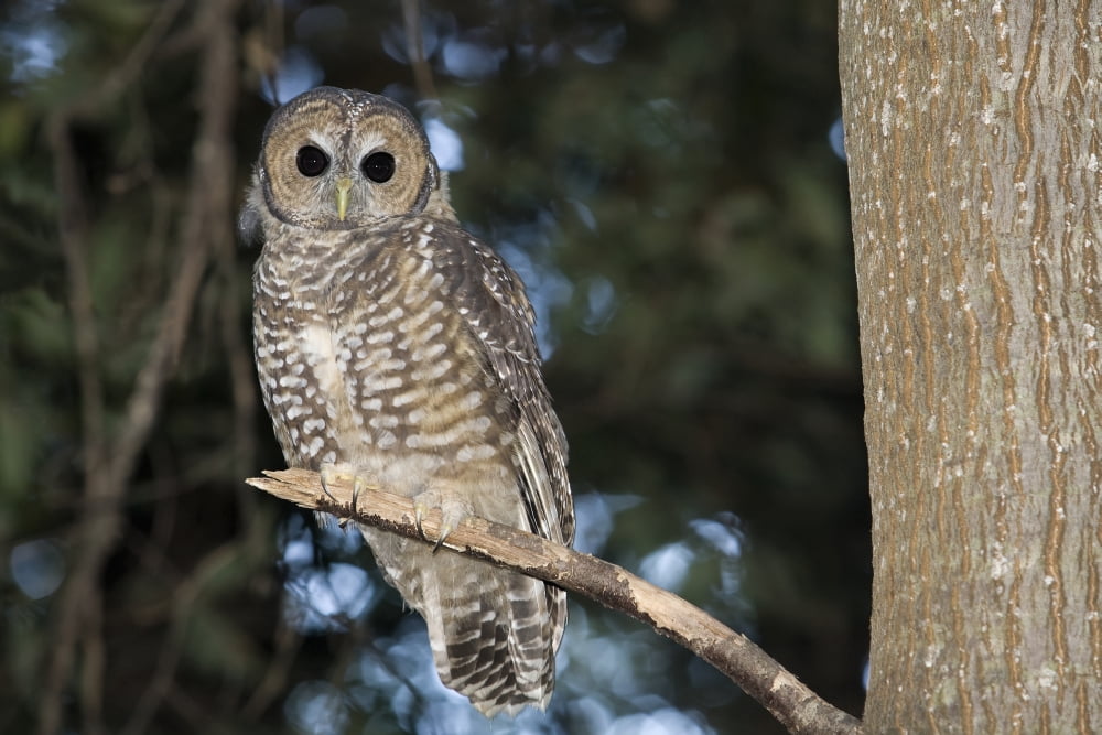 Spotted Wood Owl (Strix seloputo) in an old growth redwood forest Big Sur California United States of America Canvas Art - Kip Evans Design Pics (38 x 24)