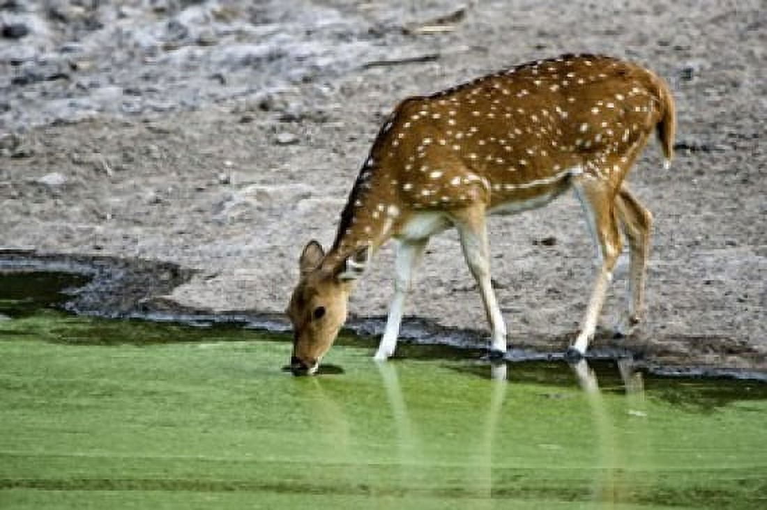 Spotted deer (Axis axis) drinking water from a lake Bandhavgarh National Park Umaria District Madhya Pradesh India Canvas Art - Panoramic Images (16 x 11)