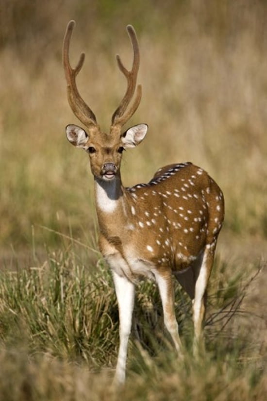 Spotted deer (Axis axis) in a forest Bandhavgarh National Park Umaria District Madhya Pradesh India Canvas Art - Panoramic Images (16 x 24)