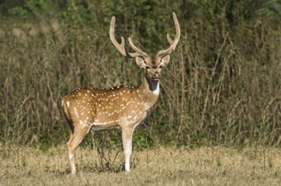 Spotted deer (Axis axis) in a forest Keoladeo National Park Rajasthan India Canvas Art - Panoramic Images (16 x 11)
