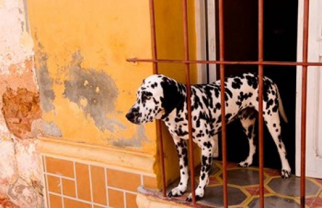 Spotted dog and colorful wall in Trinidad Cuba Canvas Art - Bill Bachmann DanitaDelimont (34 x 22)