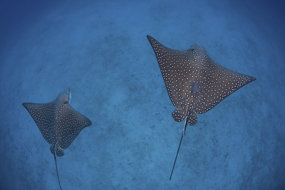 Spotted eagle rays swim over the seafloor near Cocos Island Costa Rica Canvas Art - Ethan DanielsStocktrek Images (17 x 12)