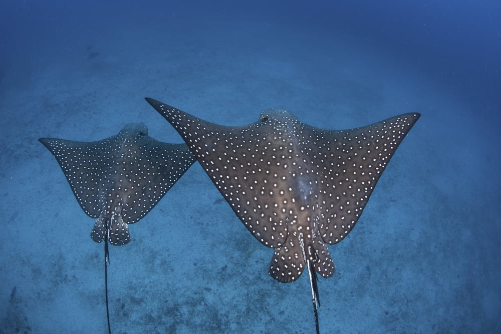 Spotted eagle rays swim over the seafloor near Cocos Island Costa Rica Canvas Art - Ethan DanielsStocktrek Images (34 x 23)