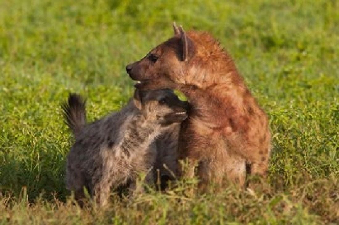 Spotted hyena Ngorongoro Conservation Area Tanzania Canvas Art - Art Wolfe DanitaDelimont (24 x 15)