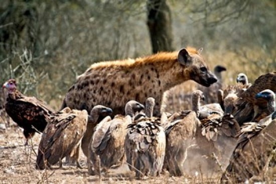 Spotted hyenas and vultures scavenging on a carcass in Kruger National Park South Africa Canvas Art - Miva Stock DanitaDelimont (32 x 22)