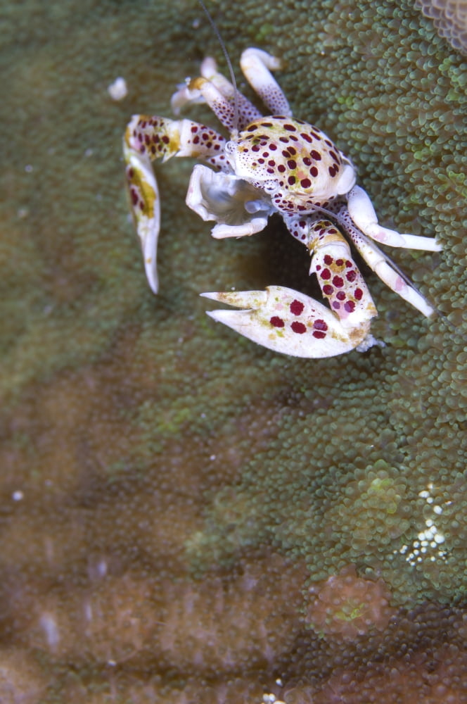 Spotted porcelain crab feeding on plankton Solomon Islands Canvas Art - Steve JonesStocktrek Images (12 x 18)