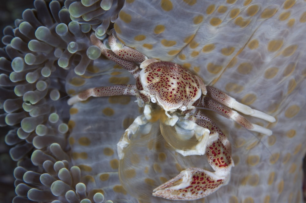 Spotted porcelain crab feeding on plankton Solomon Islands Canvas Art - Steve JonesStocktrek Images (18 x 12)