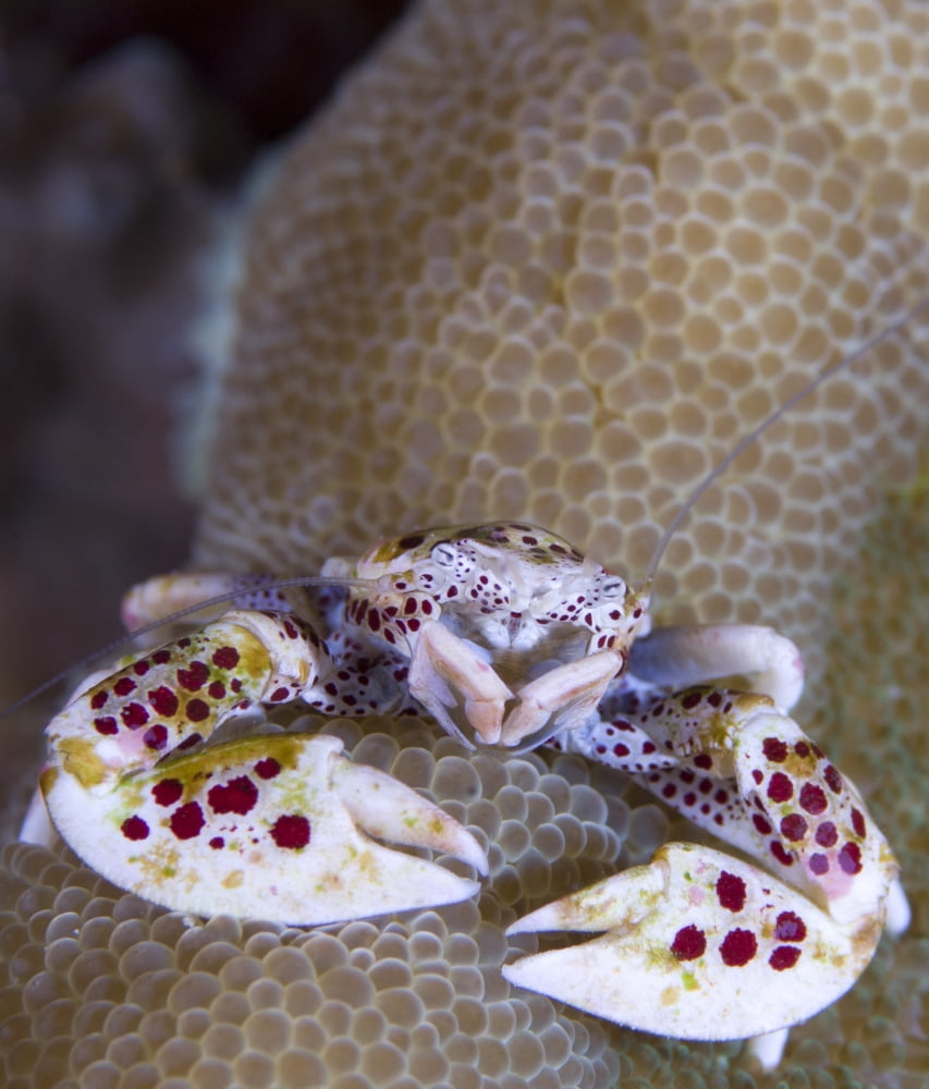 Spotted porcelain crab feeding on plankton Solomon Islands Canvas Art - Steve JonesStocktrek Images (26 x 31)