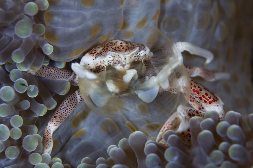 Spotted porcelain crab feeding on plankton Solomon Islands Canvas Art - Steve JonesStocktrek Images (35 x 23)