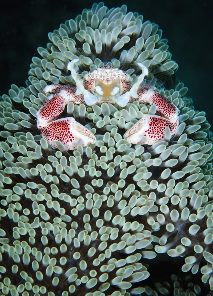 Spotted porcelain crab in anemone Gorontalo Sulawesi Indonesia Canvas Art - Steve JonesStocktrek Images (12 x 17)