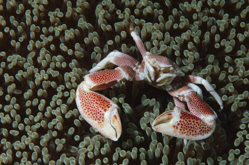 Spotted porcelain crab in anemone Gorontalo Sulawesi Indonesia Canvas Art - Steve JonesStocktrek Images (18 x 12)