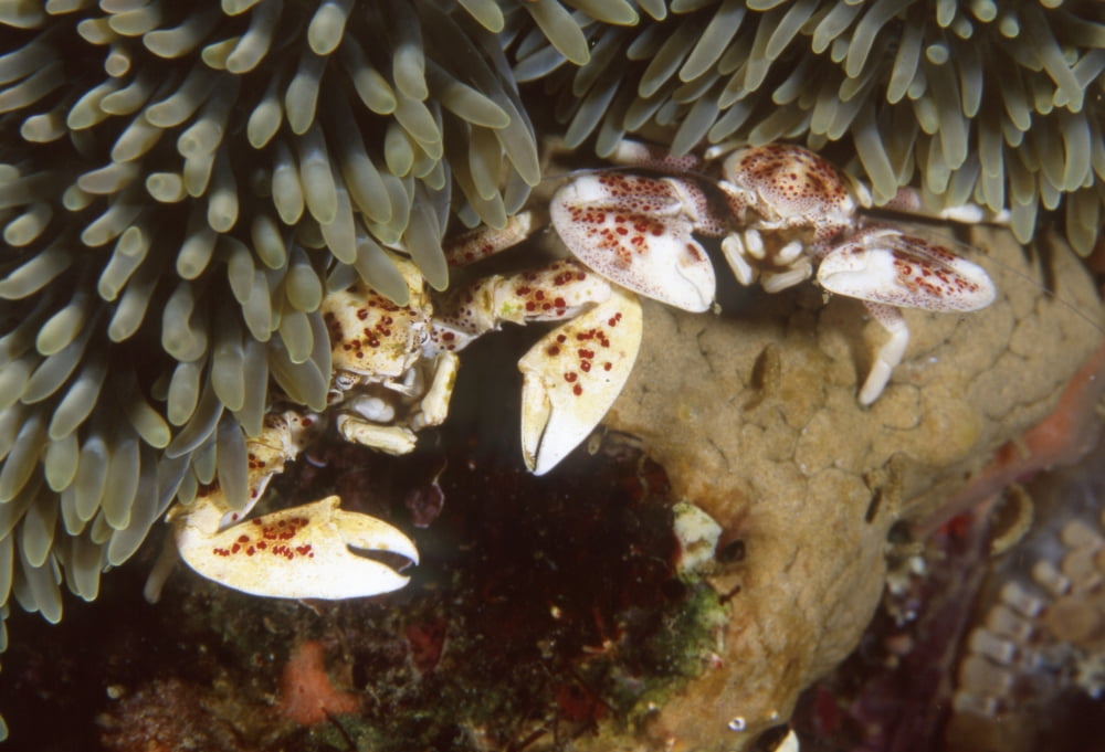 Spotted porcelain crabs in anemone Papua New Guinea Canvas Art - Beverly FactorStocktrek Images (34 x 24)