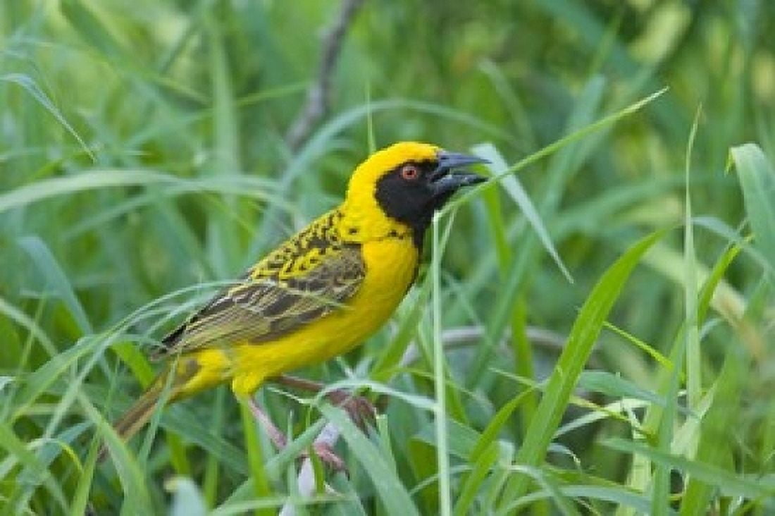 Spottedbacked Weaver bird Imfolozi South Africa Canvas Art - Maresa Pryor DanitaDelimont (24 x 15)