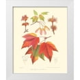 thumbnail image 1 of Sprague 12x14 White Modern Wood Framed Museum Art Print Titled - Red Maple, 1 of 4