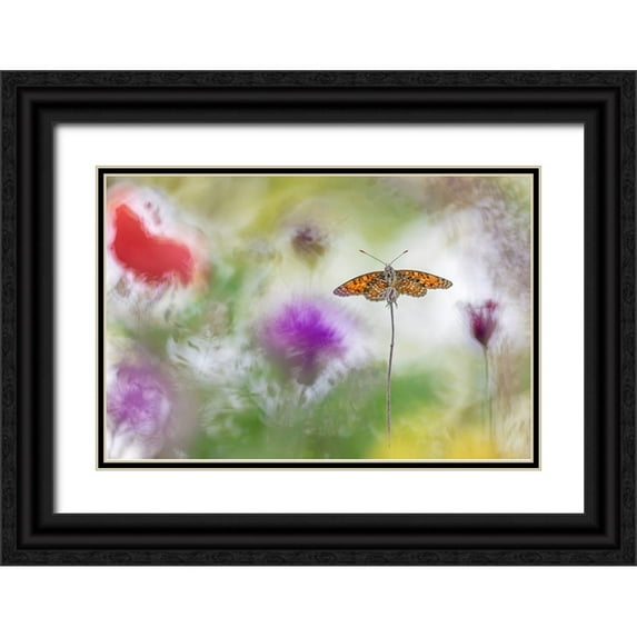 Spranz, Henrik 14x11 Black Ornate Wood Framed with Double Matting Museum Art Print Titled - Colour Splashes