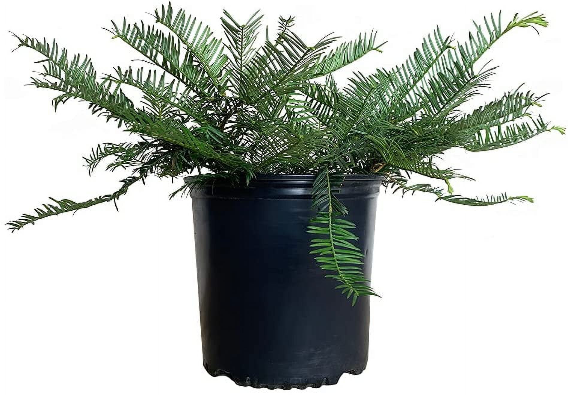 Expert Gardener Spreading Japanese Plum Yew (2.5 Gallon) Low