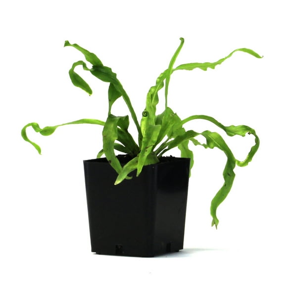 Sprig & Stone Asplenium nidus (antiquum) 'Victoria' - Live Bird's Nest Fern