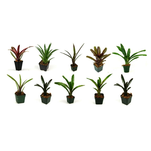 Sprig & Stone Bromeliad Bundle - 10 Plants