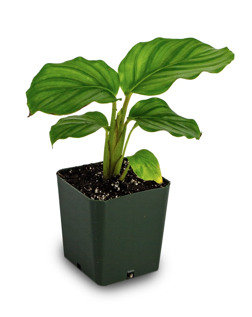 Calathea orbifolia