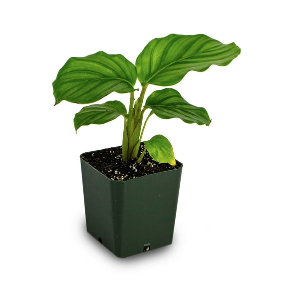 Josh's Frogs Sprig & Stone Calathea Orbifolia Live Plant in 2.25 Inch Pots