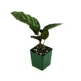 thumbnail image 1 of Sprig & Stone Calathea ornata 'Pinstripe', 1 of 2