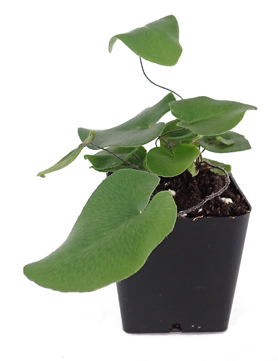bougainvillea plant fertilizer Bougainvillea Fertilizer – Certified Prevegenics main image 0