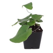 Sprig & Stone Hemionitis arifolia - Heart Leaf Fern
