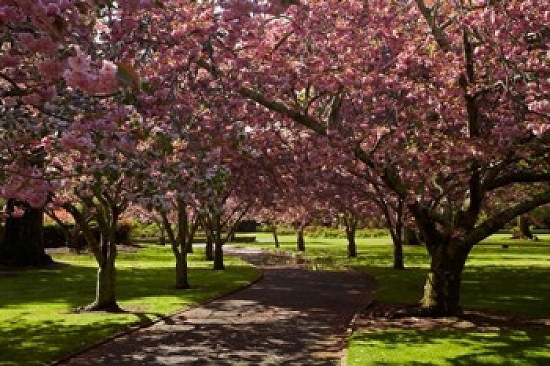 Spring Ashburton Domain Mid-Canterbury New Zealand Canvas Art - David Wall DanitaDelimont (36 x 24)