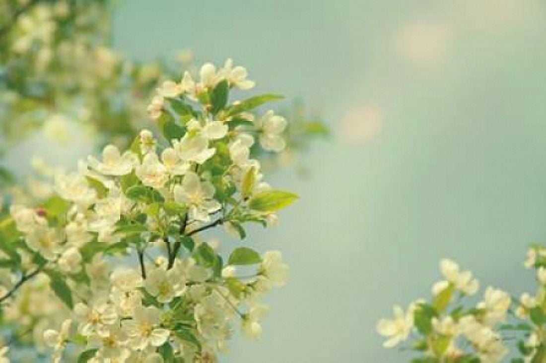 Spring Beauty I Canvas Art - Sue Schlabach (12 x 18)