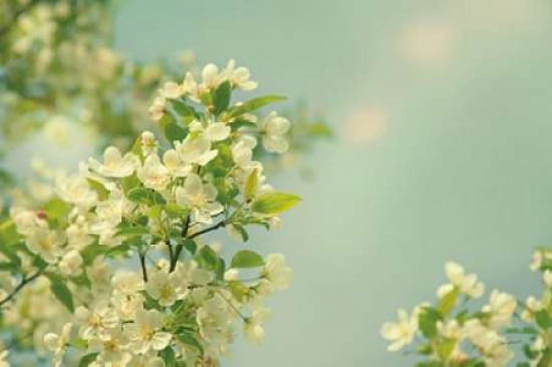 Spring Beauty I Canvas Art - Sue Schlabach (24 x 36)