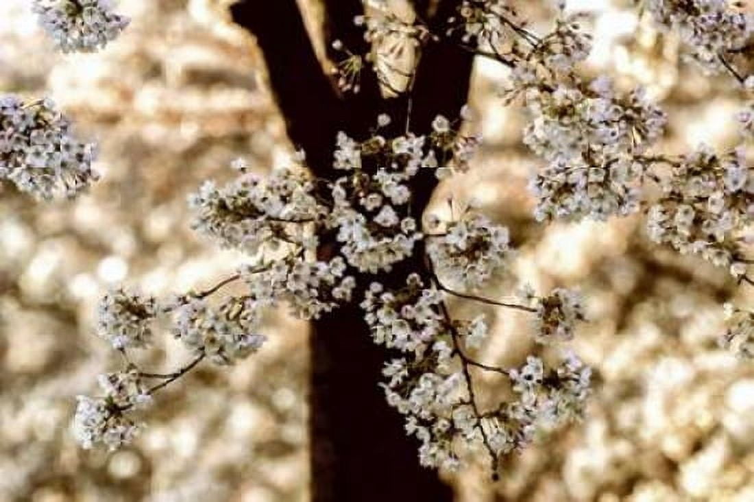 Spring Black Canvas Art - Lars Van de Goor (12 x 18)