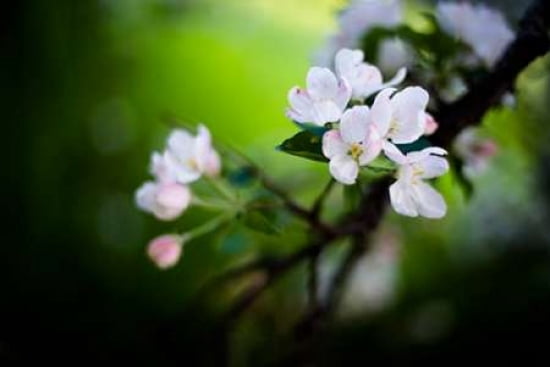 Spring Blossoms I Canvas Art - Beth Wold (12 x 18)