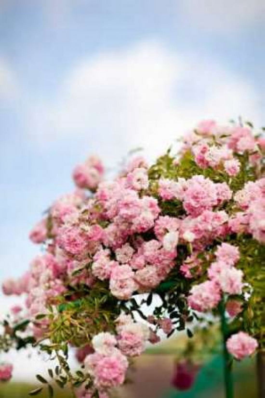 Spring Blossoms I Canvas Art - Karyn Millet (24 x 36)