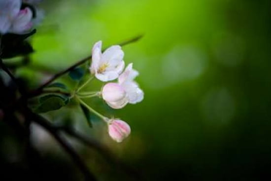 Spring Blossoms II Canvas Art - Beth Wold (24 x 36)