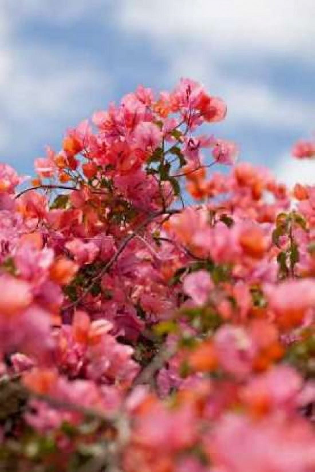 Spring Blossoms II Canvas Art - Karyn Millet (12 x 18)