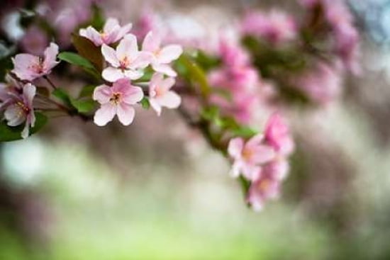 Spring Blossoms III Canvas Art - Beth Wold (12 x 18)
