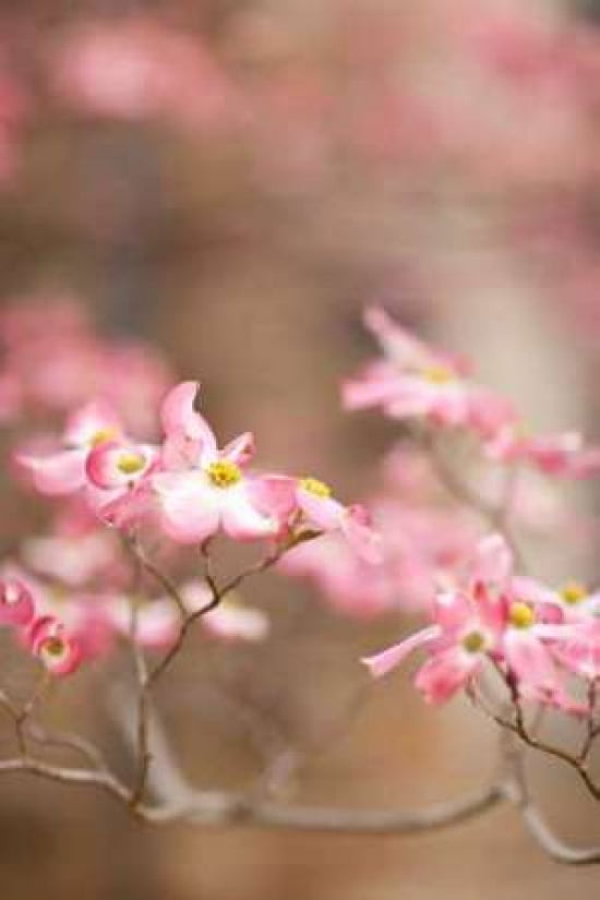 Spring Blossoms III Canvas Art - Karyn Millet (24 x 36)