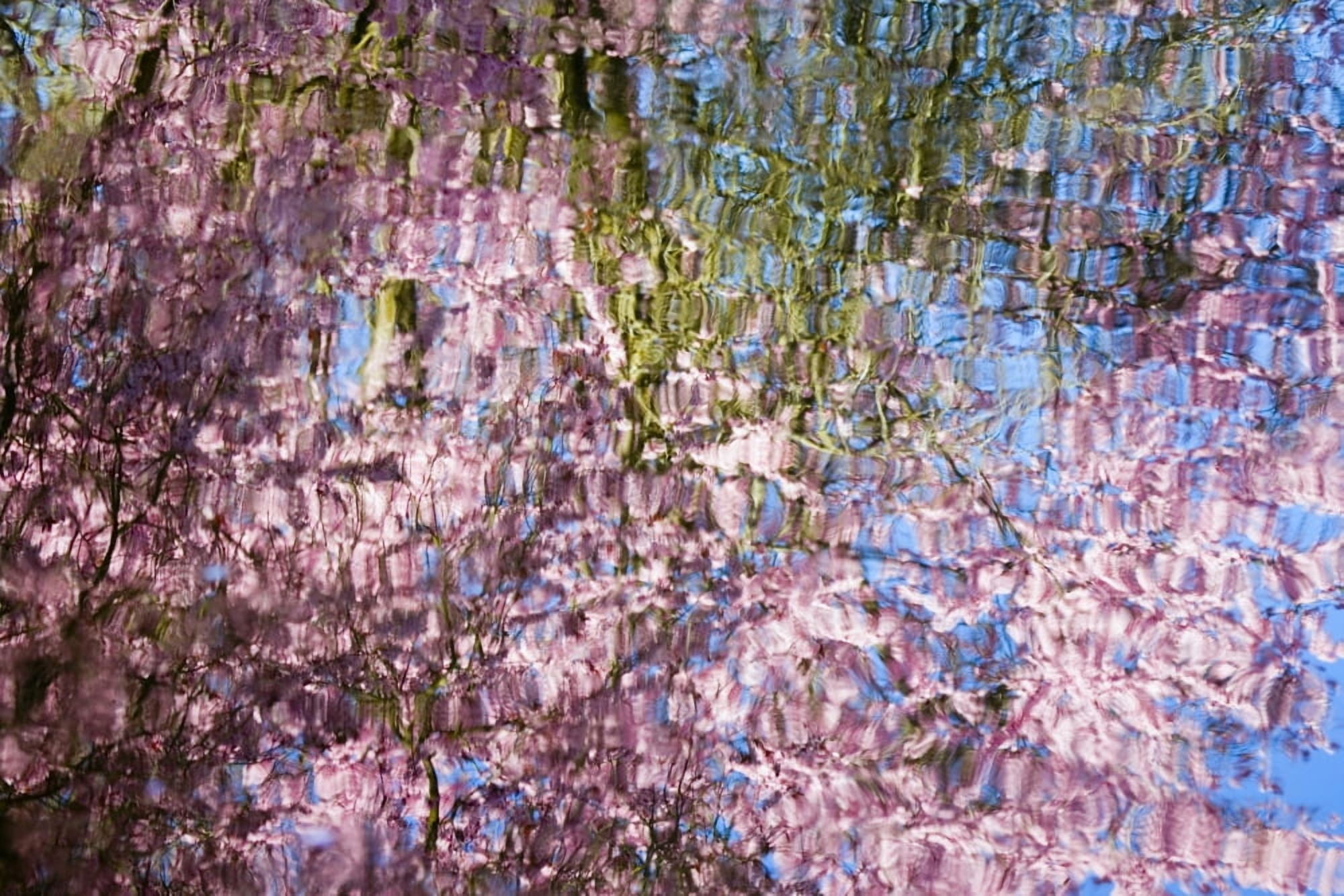 Spring Blossoms Reflecting In Lake Canvas Art - Craig Tuttle Design Pics (17 x 11)