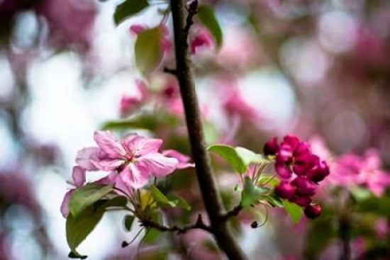 Spring Blossoms V Canvas Art - Beth Wold (24 x 36)