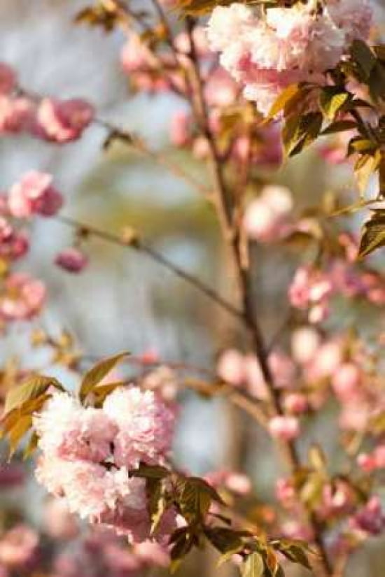 Spring Blossoms V Canvas Art - Karyn Millet (12 x 18)