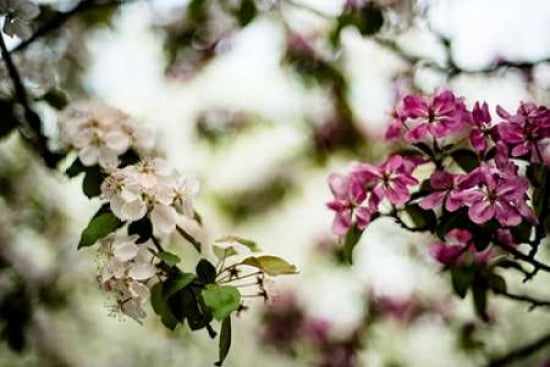 Spring Blossoms VI Canvas Art - Beth Wold (12 x 18)