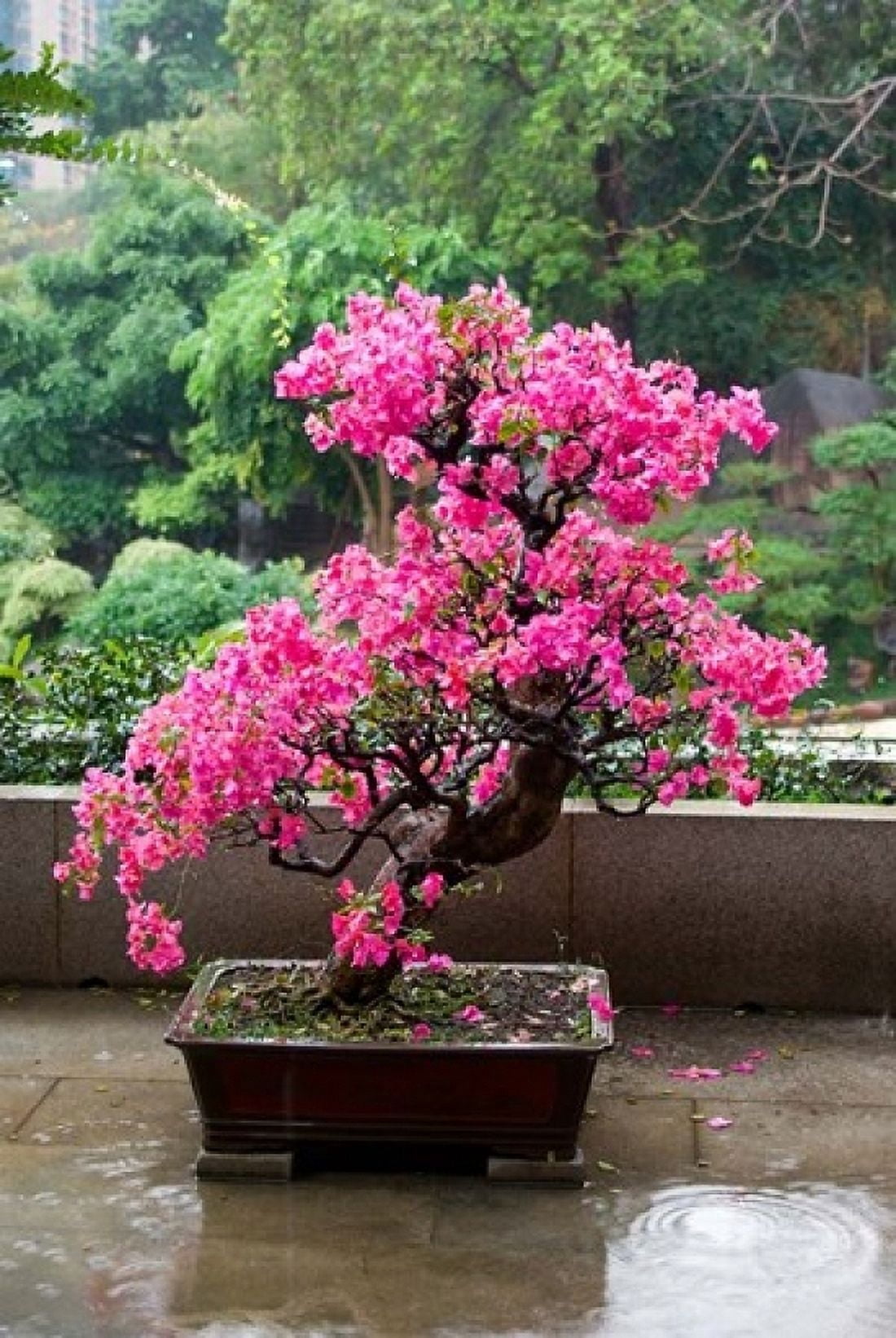 Spring Blossoms cover Bonsai The Chi Lin Buddhist Nunnery Hong Kong China Canvas Art - Charles Crust DanitaDelimont (11 x 17)