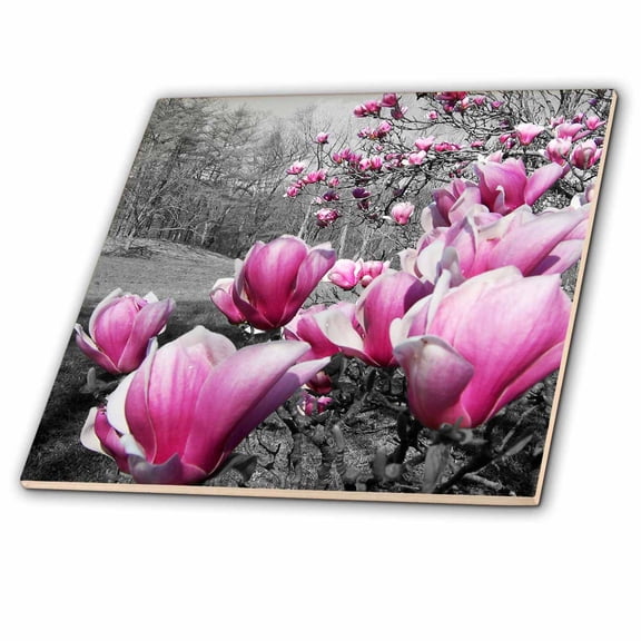 3dRose, Spring Blossoms featuring pink flowering blossoms in a black and white picture, 4 Inch Ceramic Tile