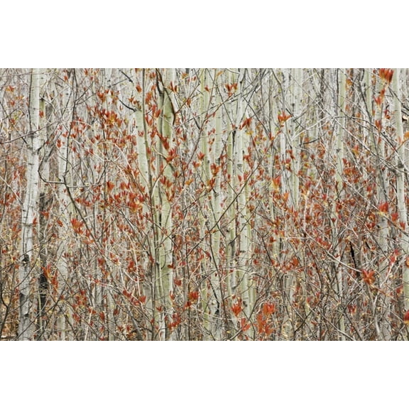 Spring Buds Against Birch Trees Hymers Ontario Canada Canvas Art - Susan Dykstra Design Pics (38 x 24)