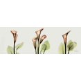 thumbnail image 1 of Spring Calla Lily Triple Poster Print by Albert Koetsier (12 x 36), 1 of 1