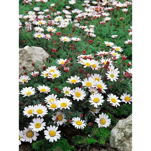 Spring Carpet Mount Atlas Daisy - Anacyclus depressus - 4" Pot