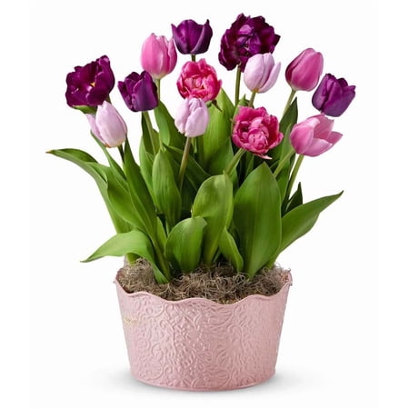 From You Flowers - Spring Charm Bulb Garden for Birthday, Anniversary, Get Well, Congratulations, Thank You, All Occasions